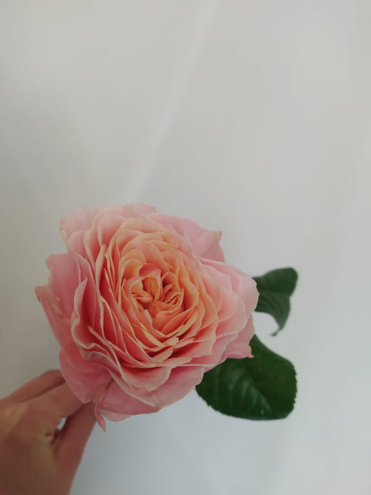 A rose