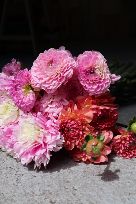 Red Dahlias